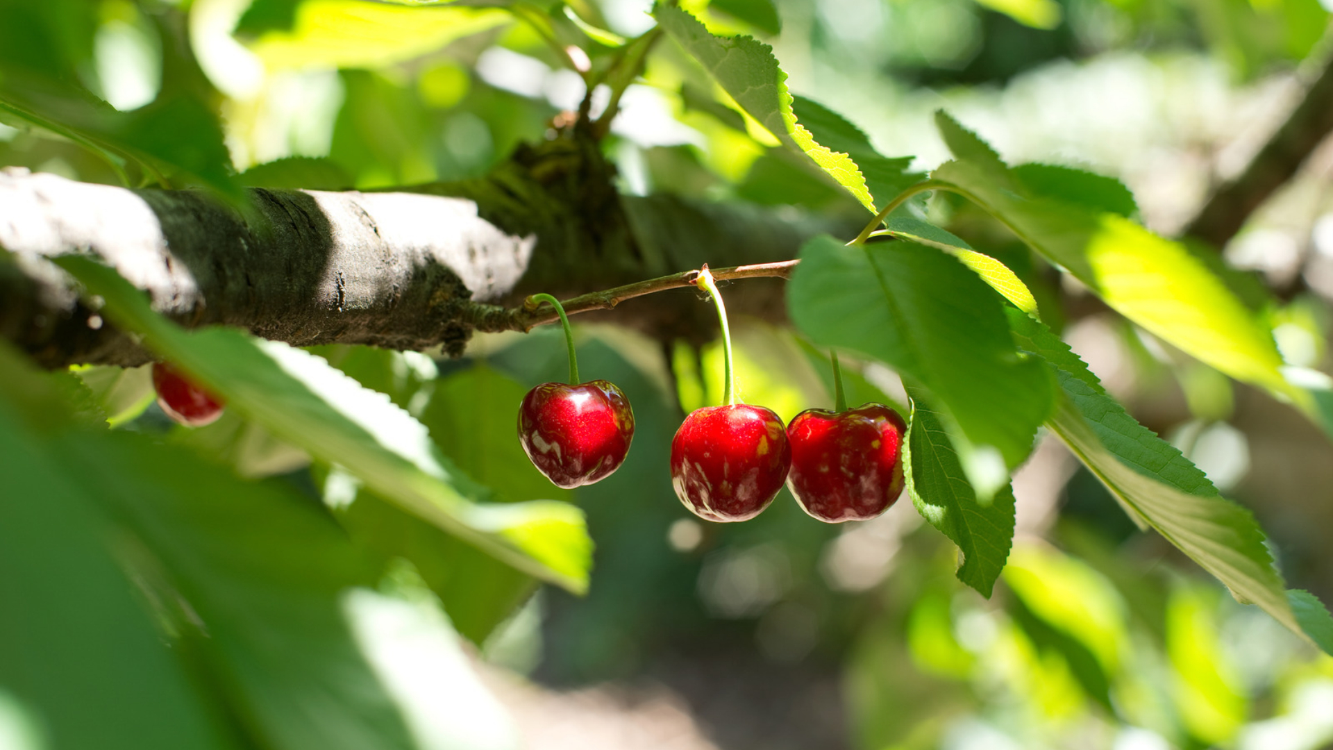 Conjunto de cerezas en el árbol