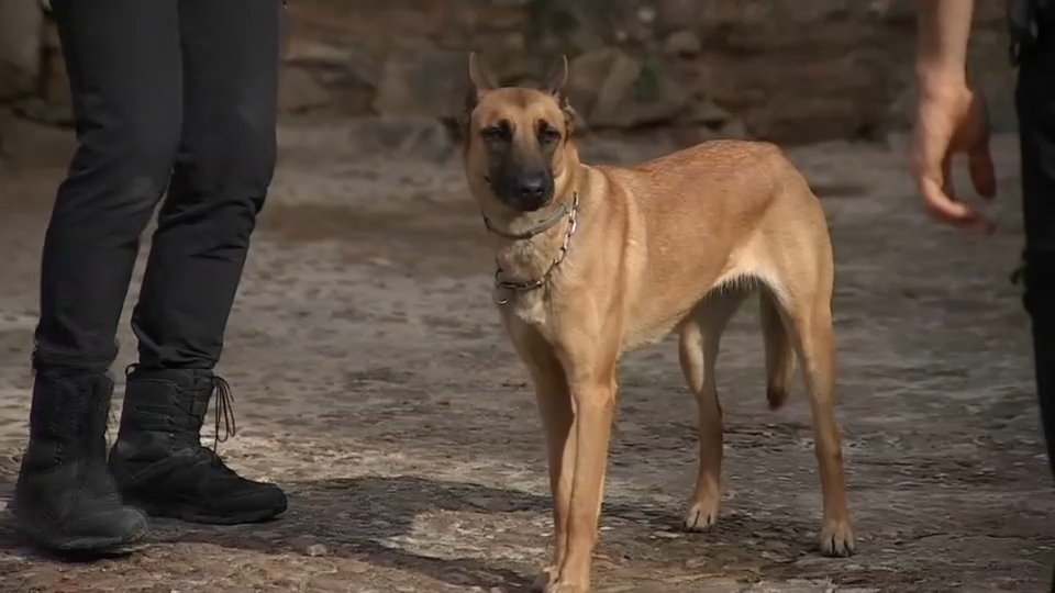 Perro policía