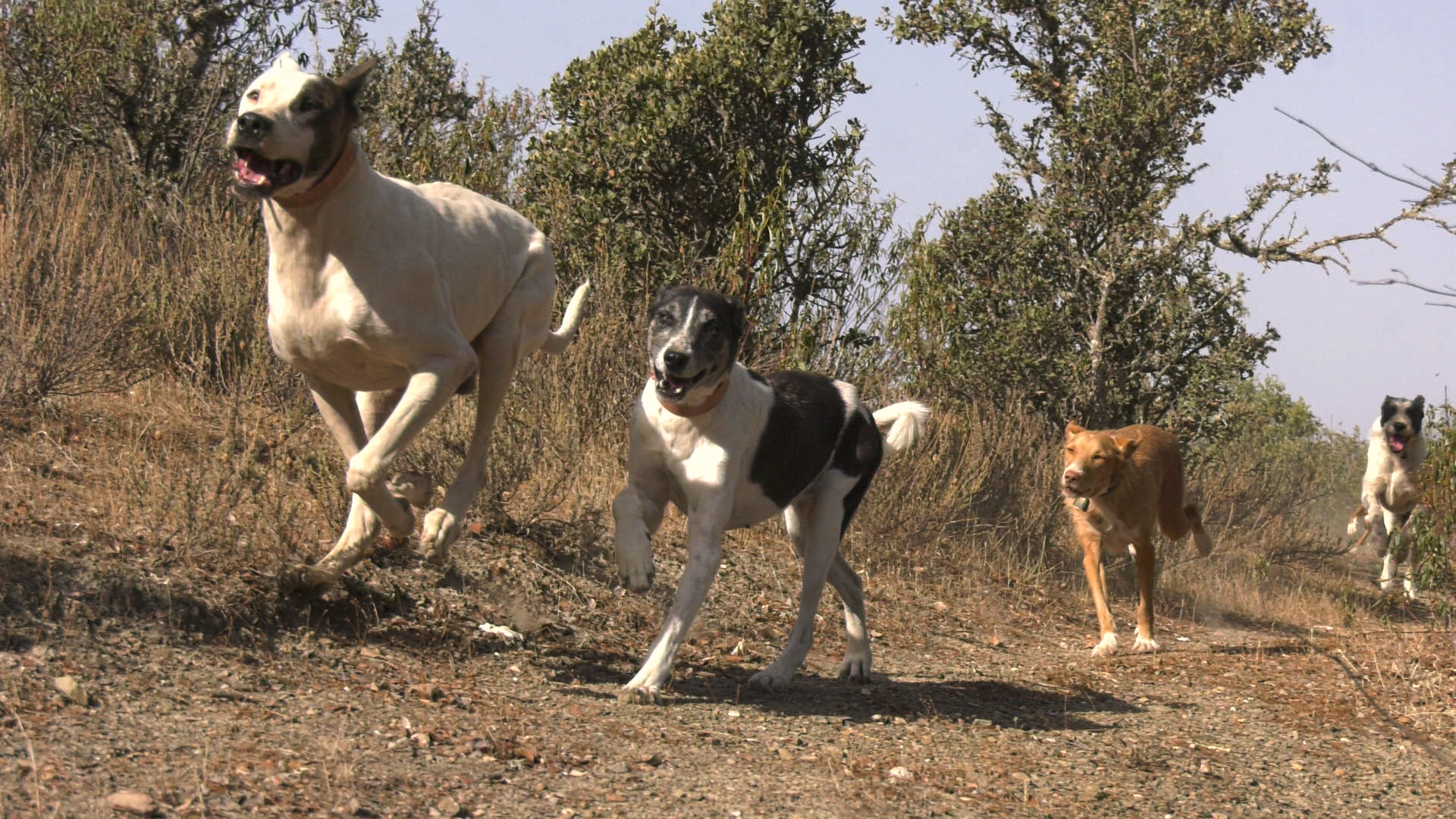 PERROS EN MONTERÍA