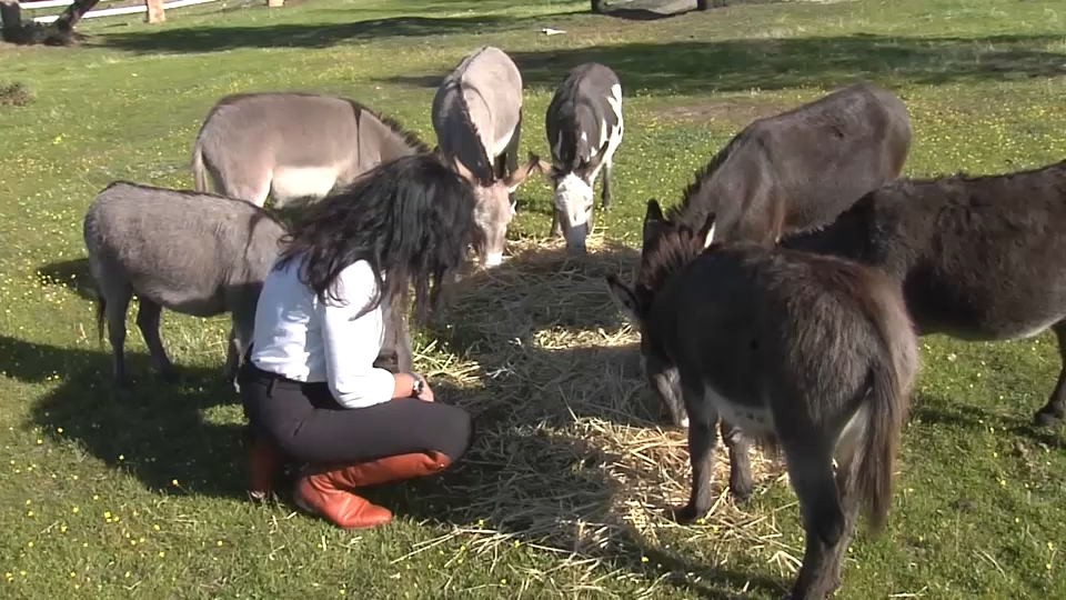 Sandrine, rodeada de burros en miniatura