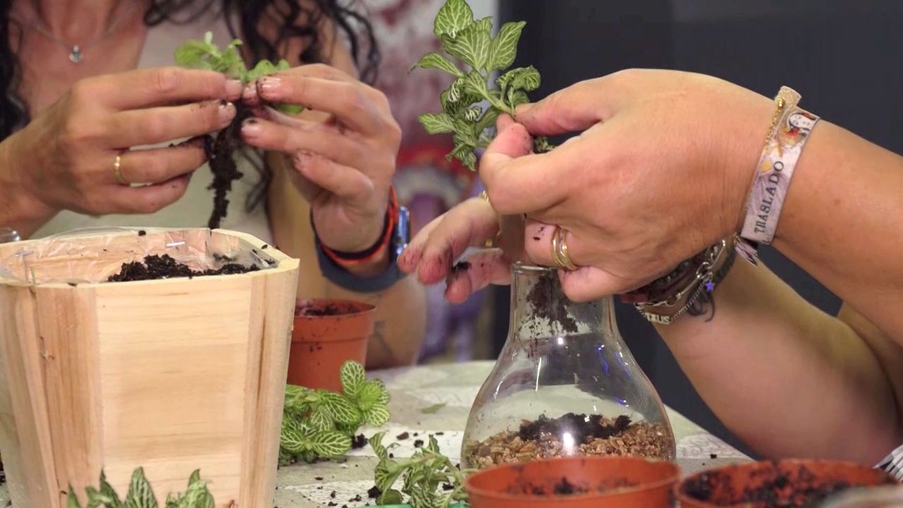 Elaborando terrarios
