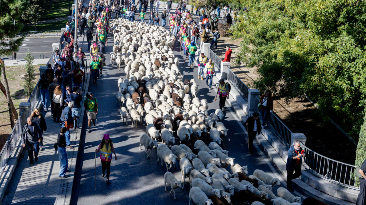 Un gran rebaño de ovejas castellana, rubia y entrefina, y 160 cabras guisanderas y de Guadarrama han cruzado la capital para reivindicar la ganadería extensiva como herramienta contra los incendios