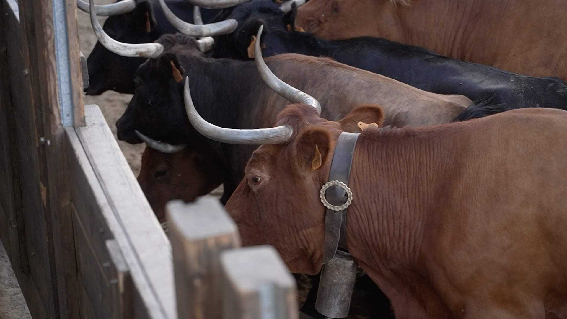 Segura de León, Tierra de Toros, Canal Extremadura, Juan Bazaga