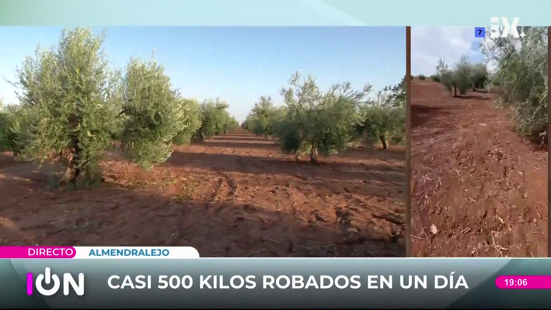 Robo de aceitunas