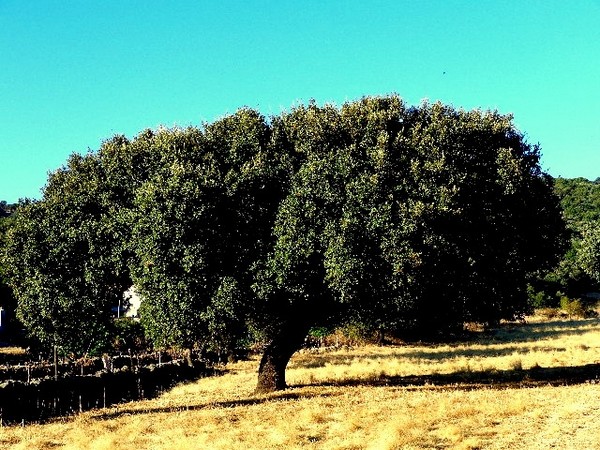La encina, el árbol milenario que ha dado vida y memoria a Extremadura