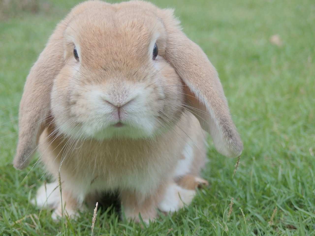 Conejo