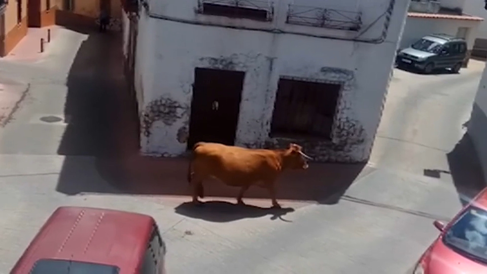 La vaca, paseándose por las calles de San Vicente de Alcántara