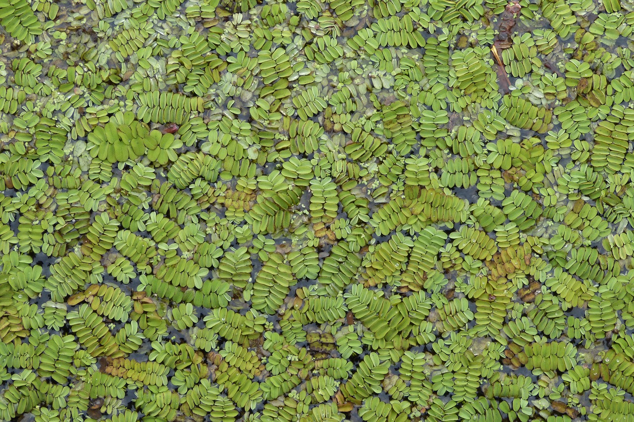 Azolla