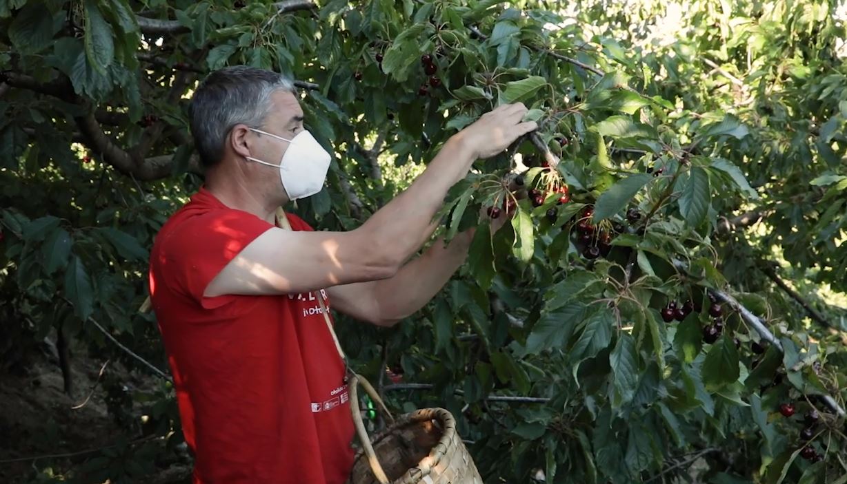 Luis Noel, agricultor del Valle del Jerte, recolecta la picota