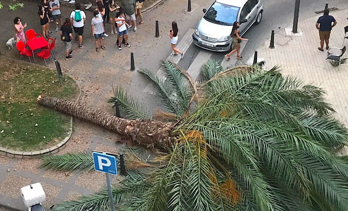 Palmera caída en Mérida
