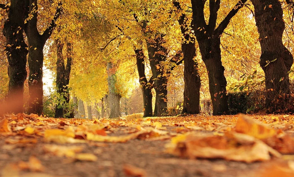 Estampa de otoño con árboles de hoja caducifolia