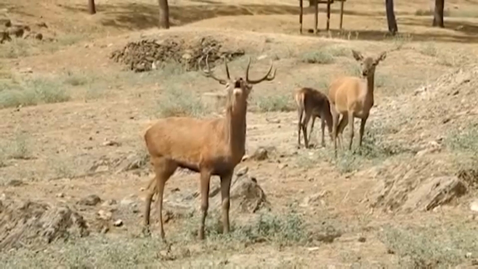 Ciervo macho bramando en el Parque Nacional de Monfragüe (Cáceres)
