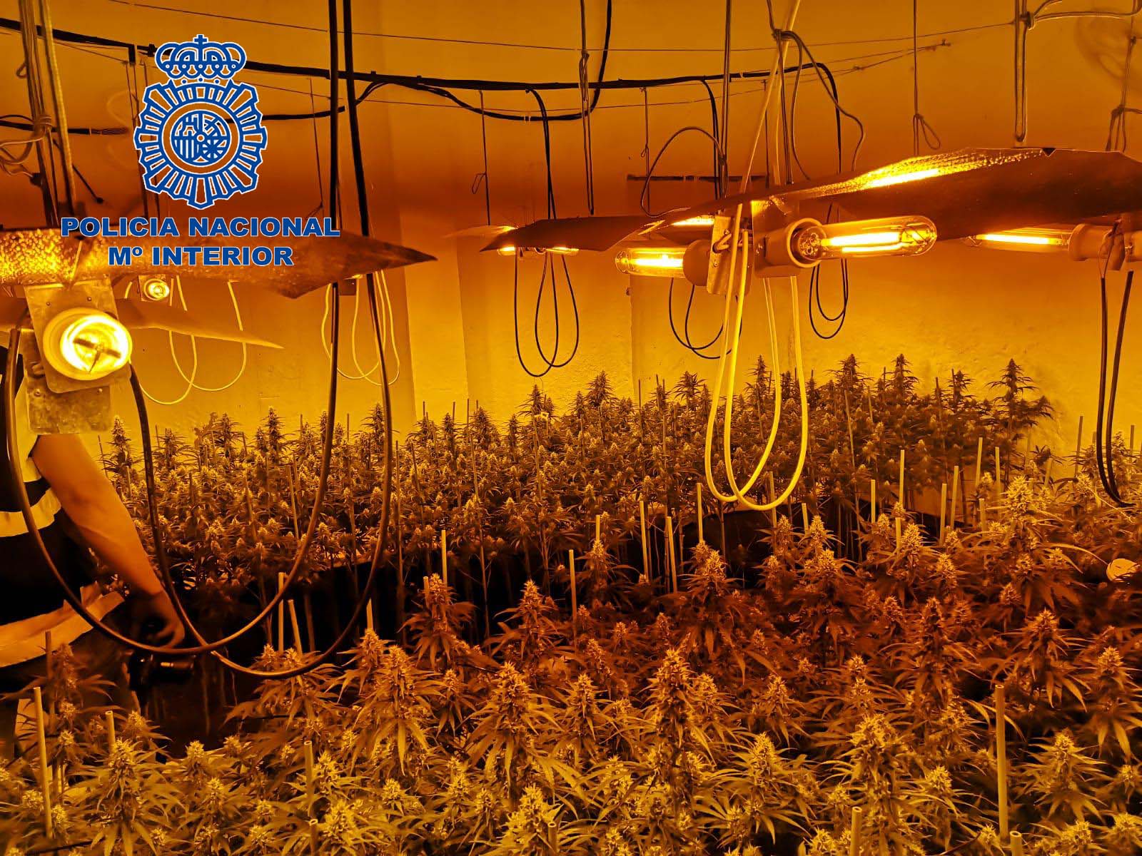 Imagen de una de las plantaciones desmanteladas
