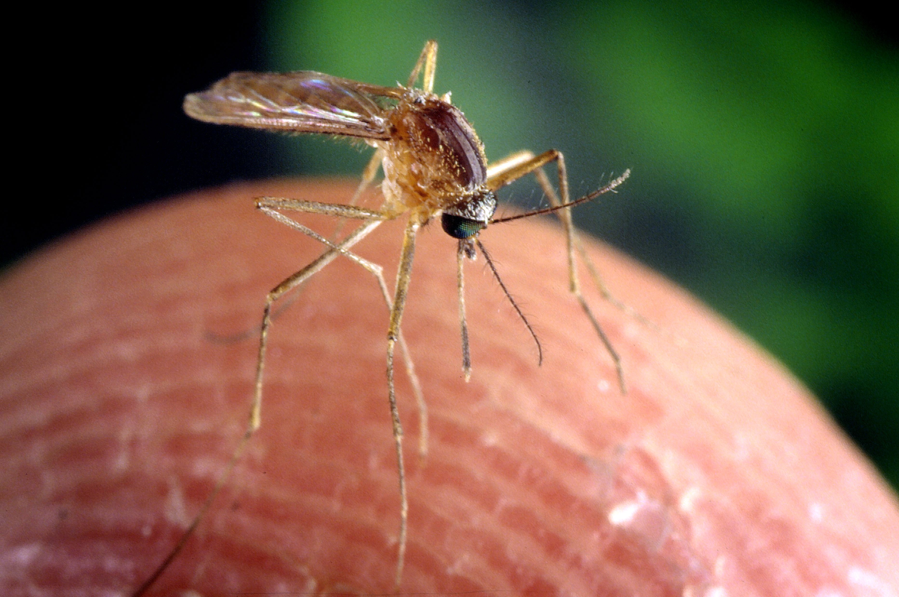Imagen del tipo de mosquito que transmite el virus del Nilo