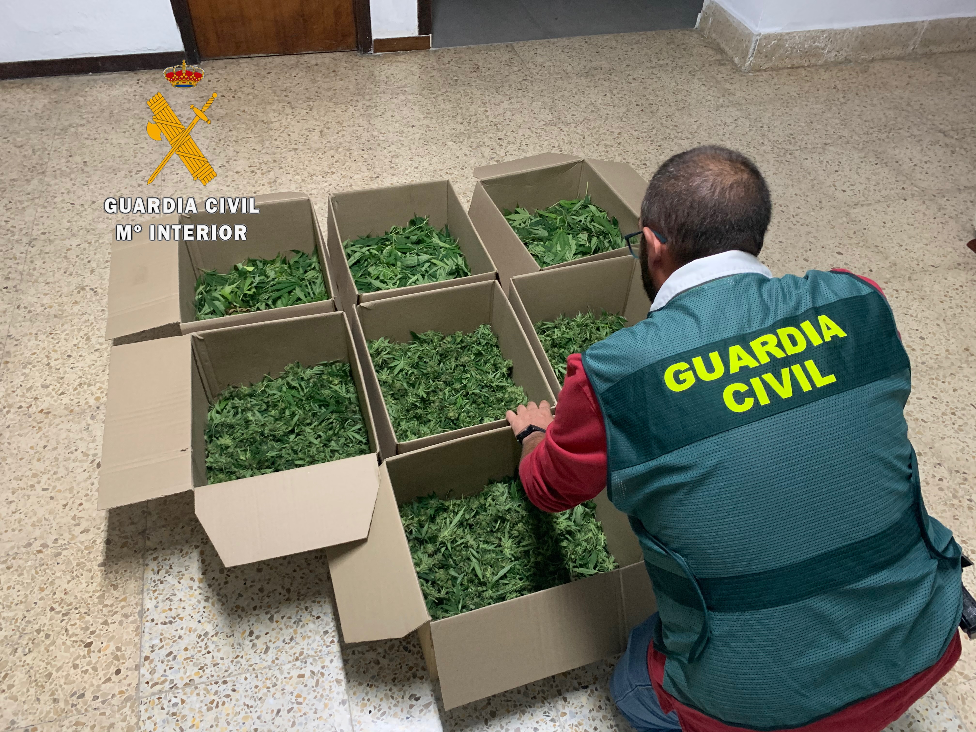 Agente de la Guardia Civil con parte de la marihuana incautada