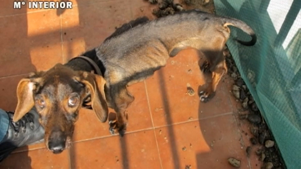Animal maltratado