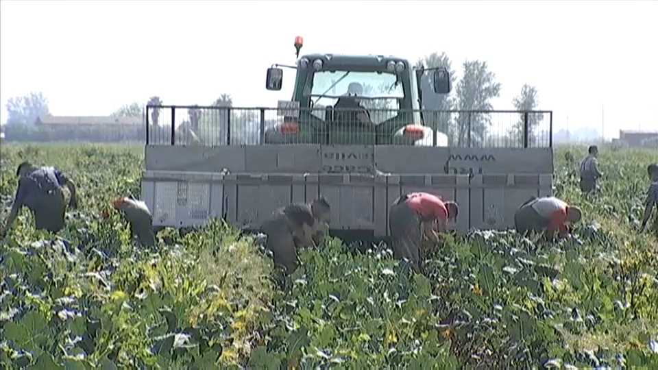 Agricultores cosechando.