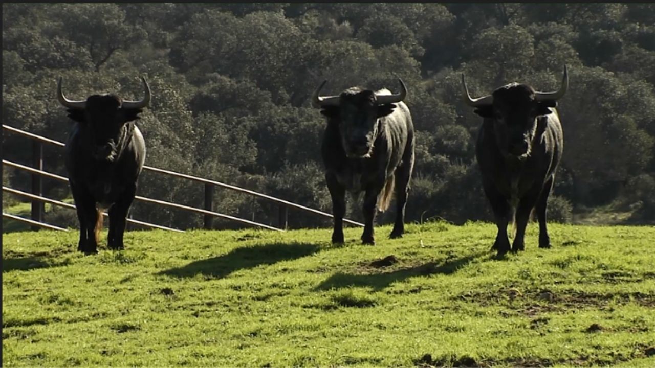 Tierra de Toros_Ganadería Adolfo Martín