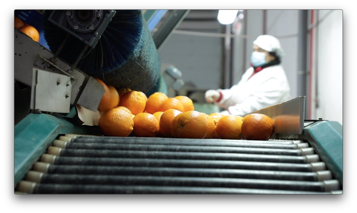 Cultivo de la naranja