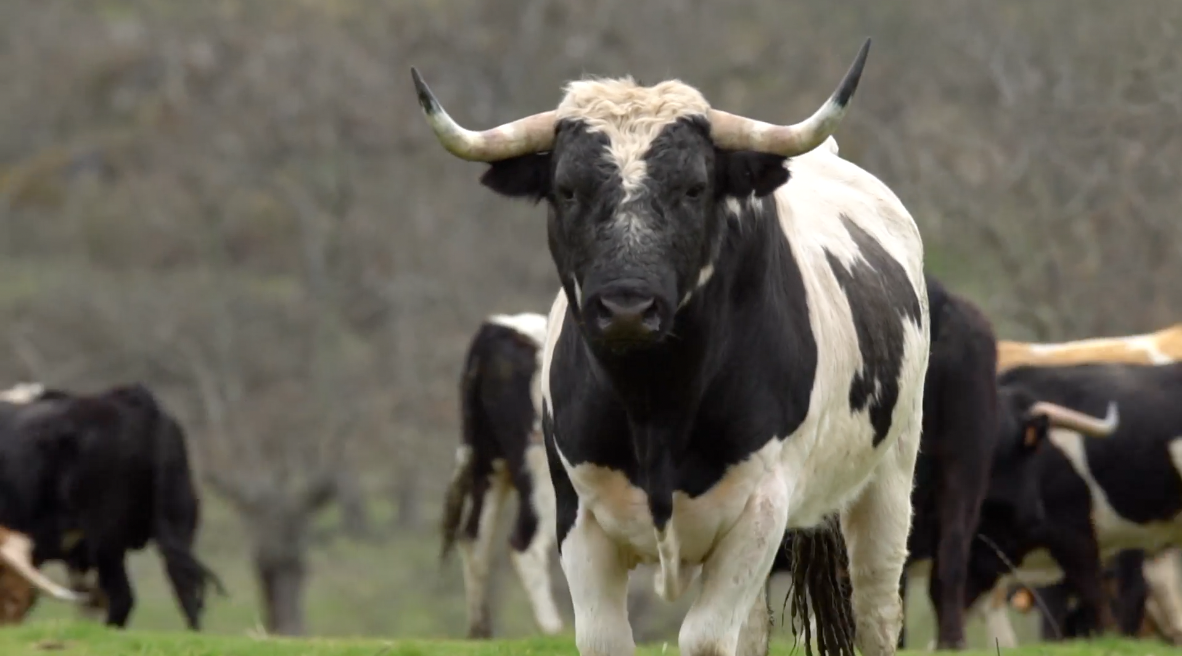 Ganadería de Francisco Galache en Tierra de Toros