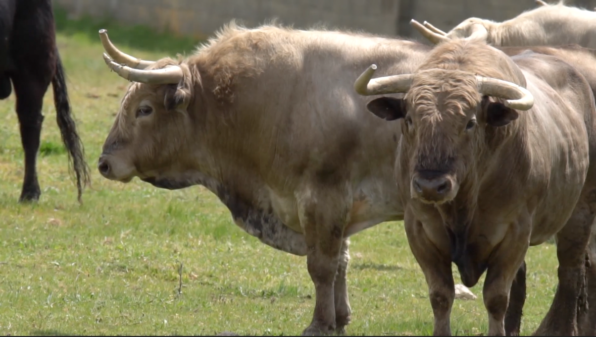 Los Toros Blancos de la ganadería de Aurelio Hernando en Tierra de Toros