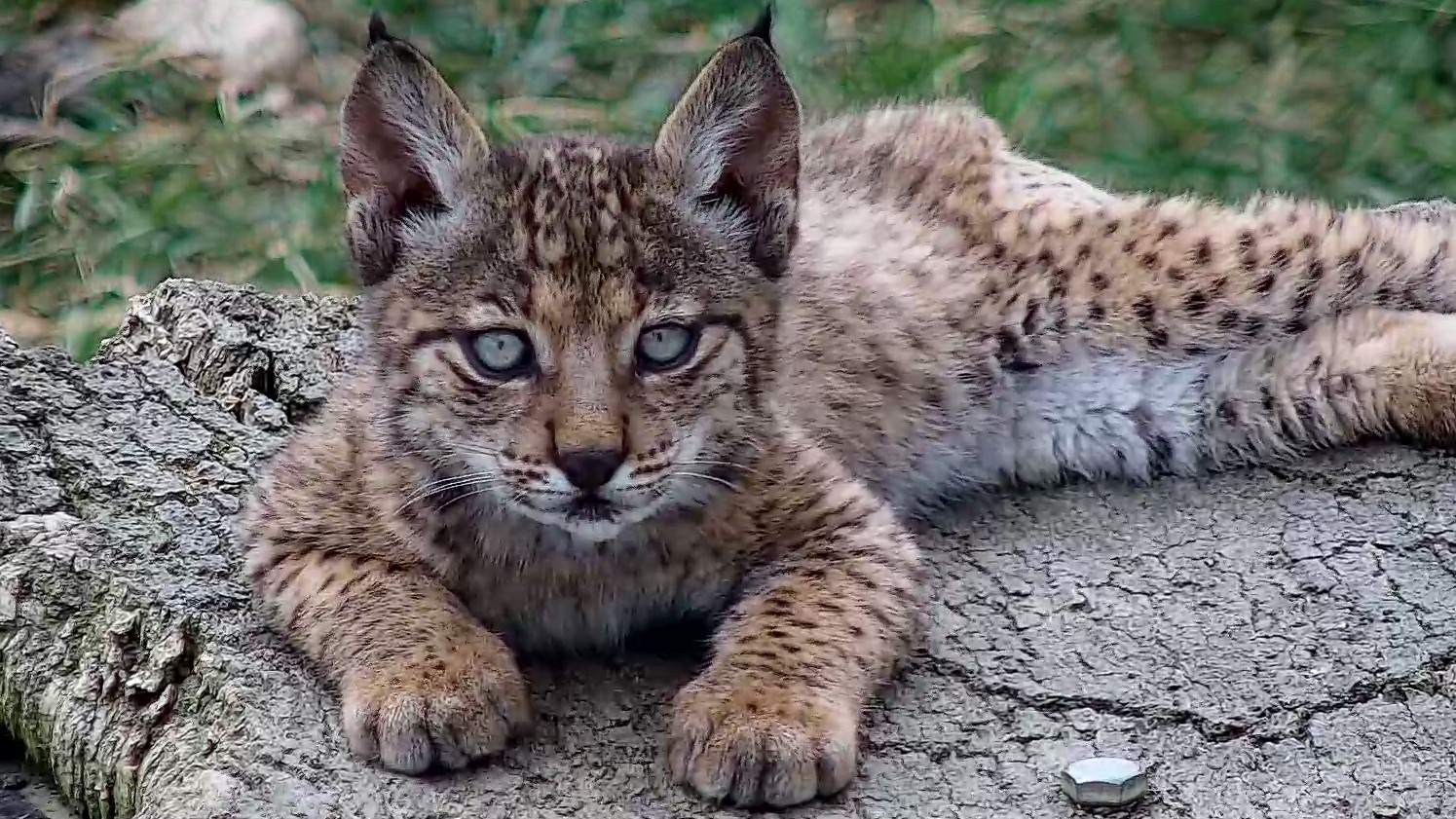 Imagen de uno de los cachorros de lince ibérico nacidos este año 