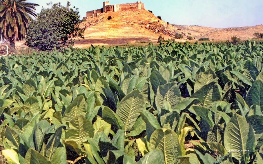 Cultivo del tabaco en Medellín