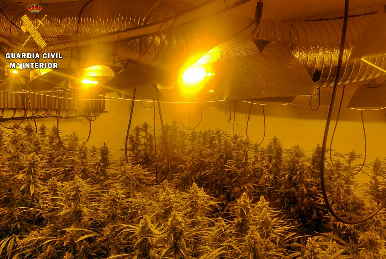 Plantas que se hallaban en el interior de un invernadero “Indoor”, perfectamente acondicionado para su cultivo y desarrollo