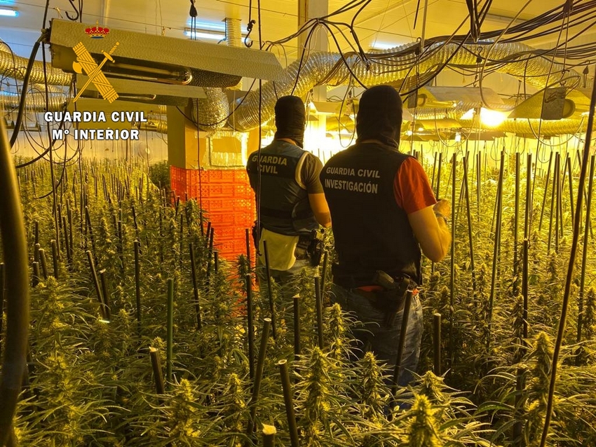 Imagen de las plantaciones desmanteladas 