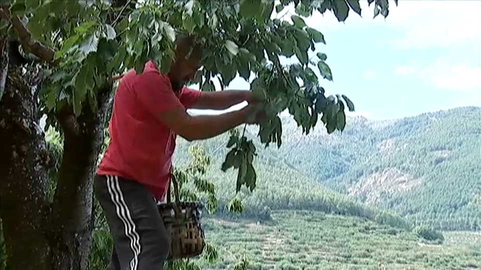 recogida de cereza en el valle del Jerte