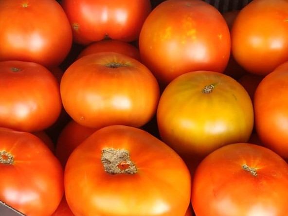 Tomates