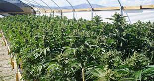 Marihuana