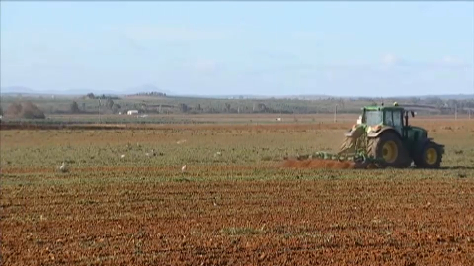 Campo