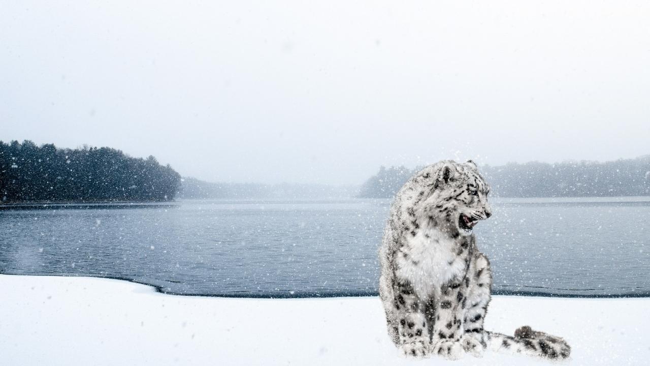 Leopard snow