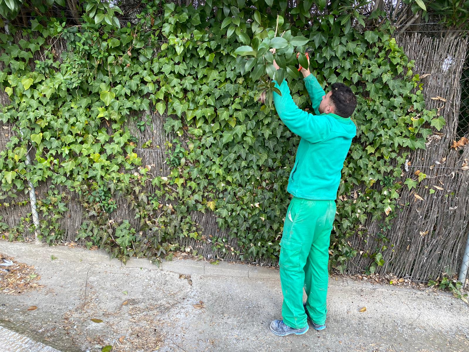 Un trabajador, podando en Marina Isla de Valdecañas