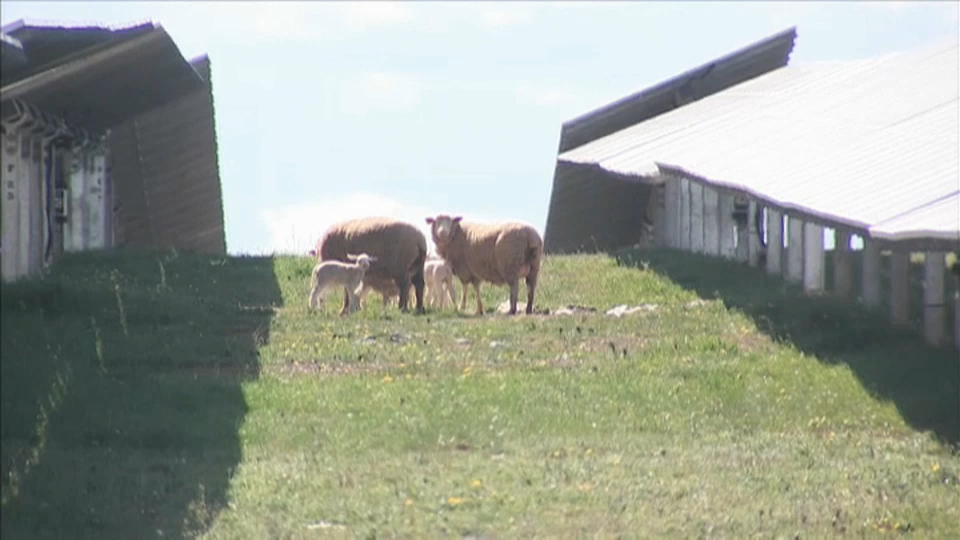 Ovejas pastando en la planta fotovoltaica de Hinojosa del Valle