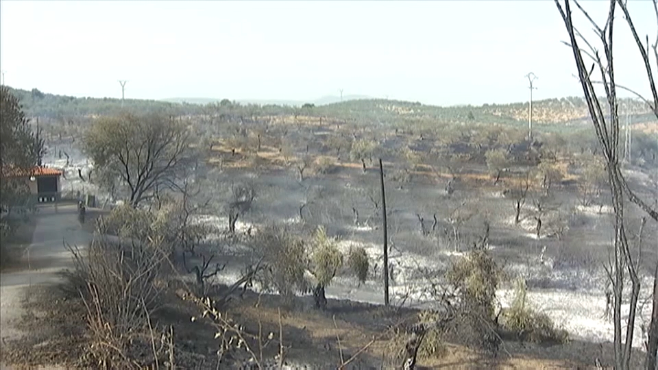 Incendio forestal en Perales del Puerto