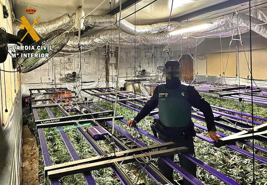 Una de las plantaciones incautadas en la Operación 'Golden River'