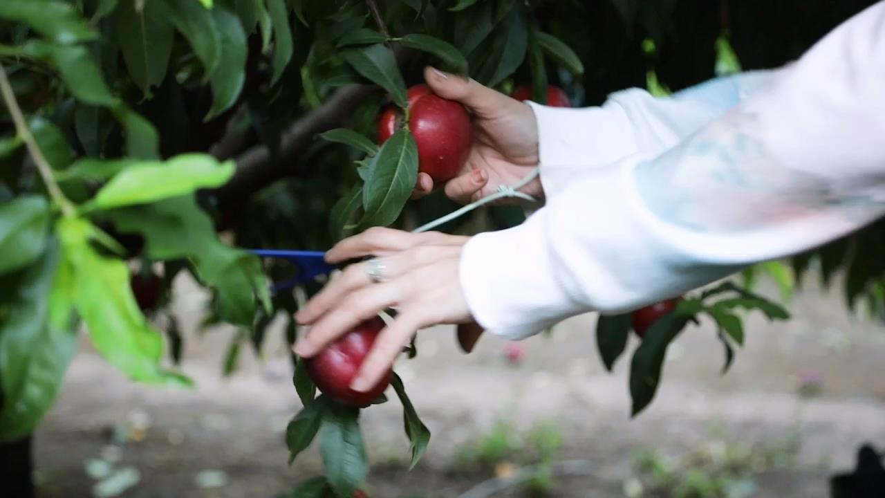 Fruta de hueso
