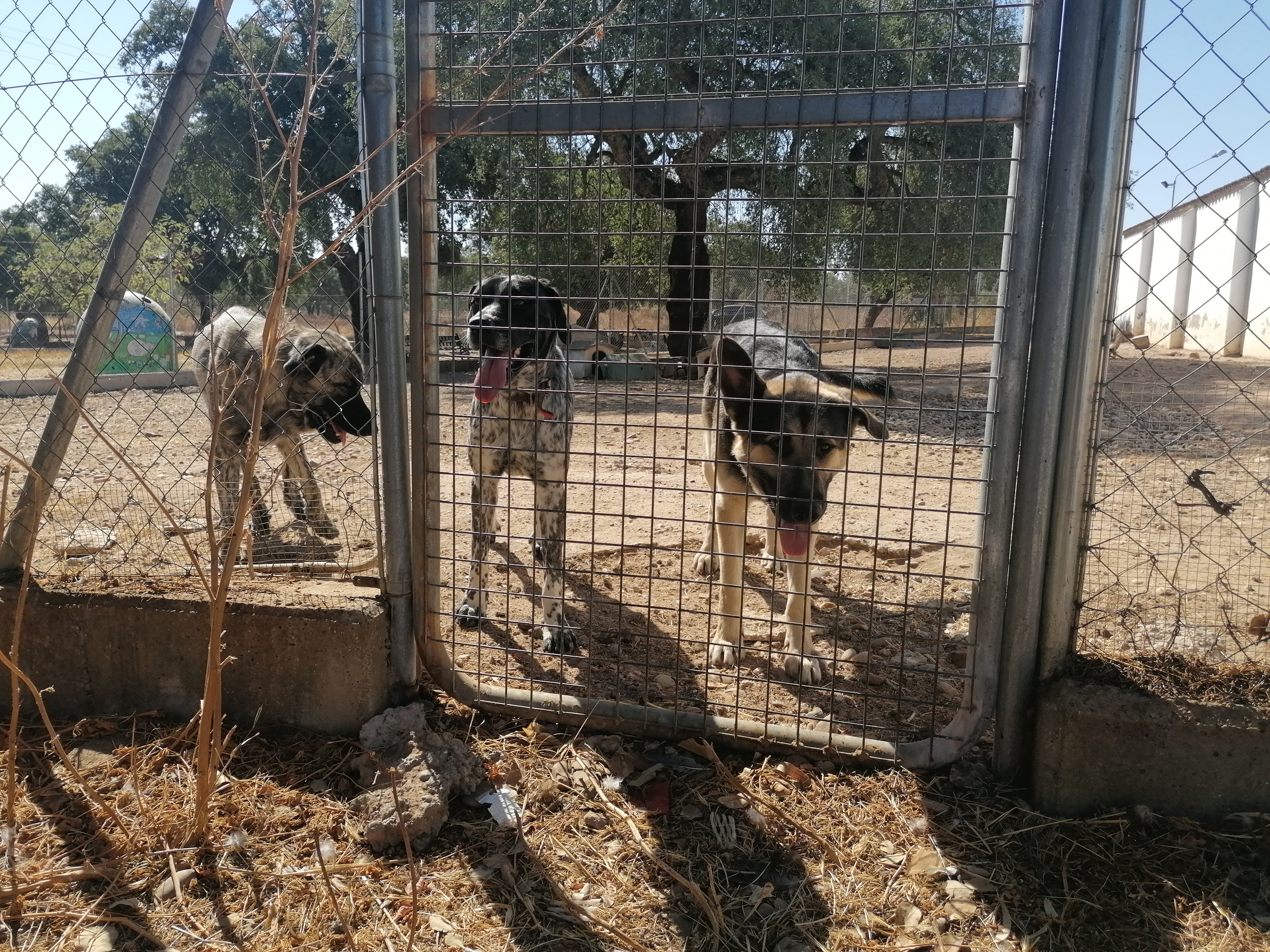 Perreras desbordadas