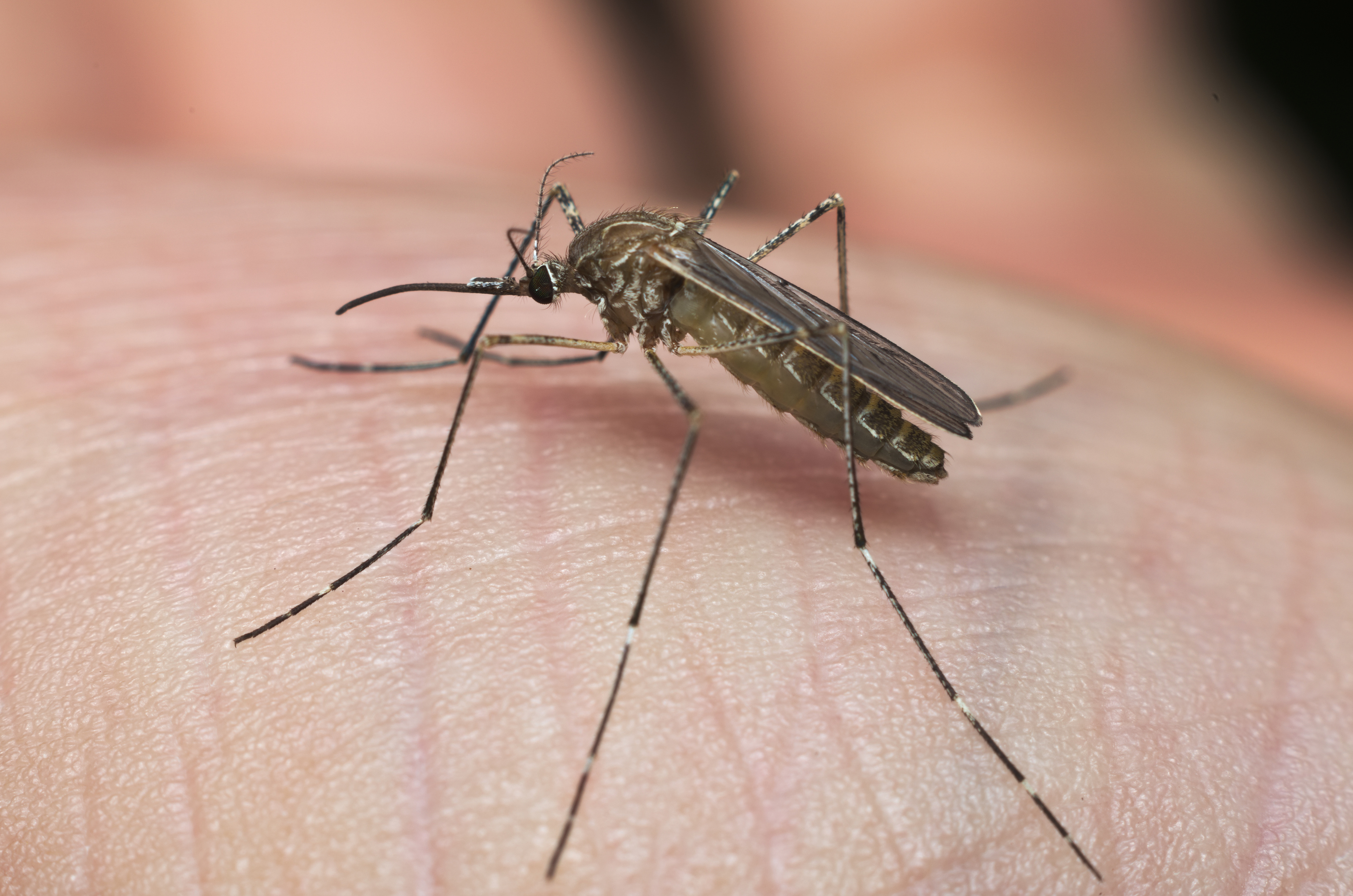 Mosquito 