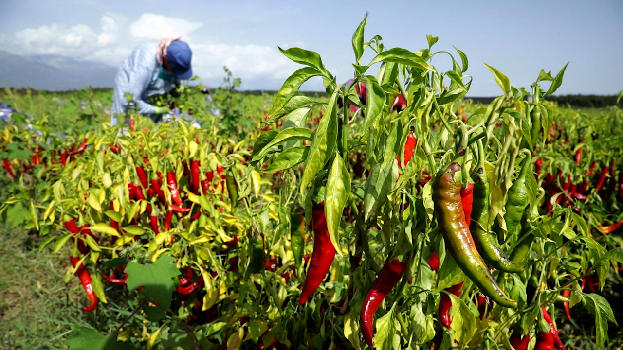 Cultivo de pimientos para pimentón