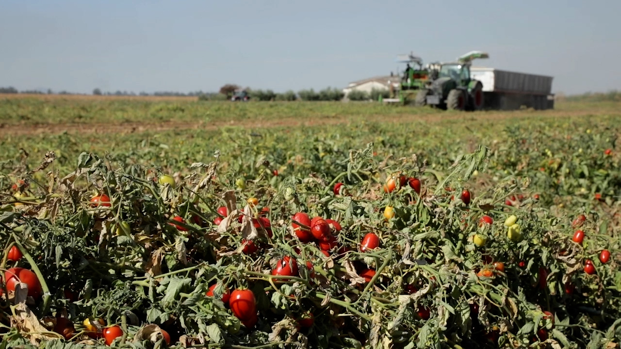 Momento clave en la campaña del tomate productores e industria buscan