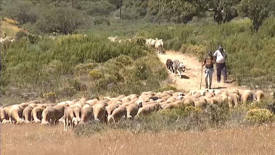 La trashumancia en España, declarada Patrimonio Cultural Inmaterial de