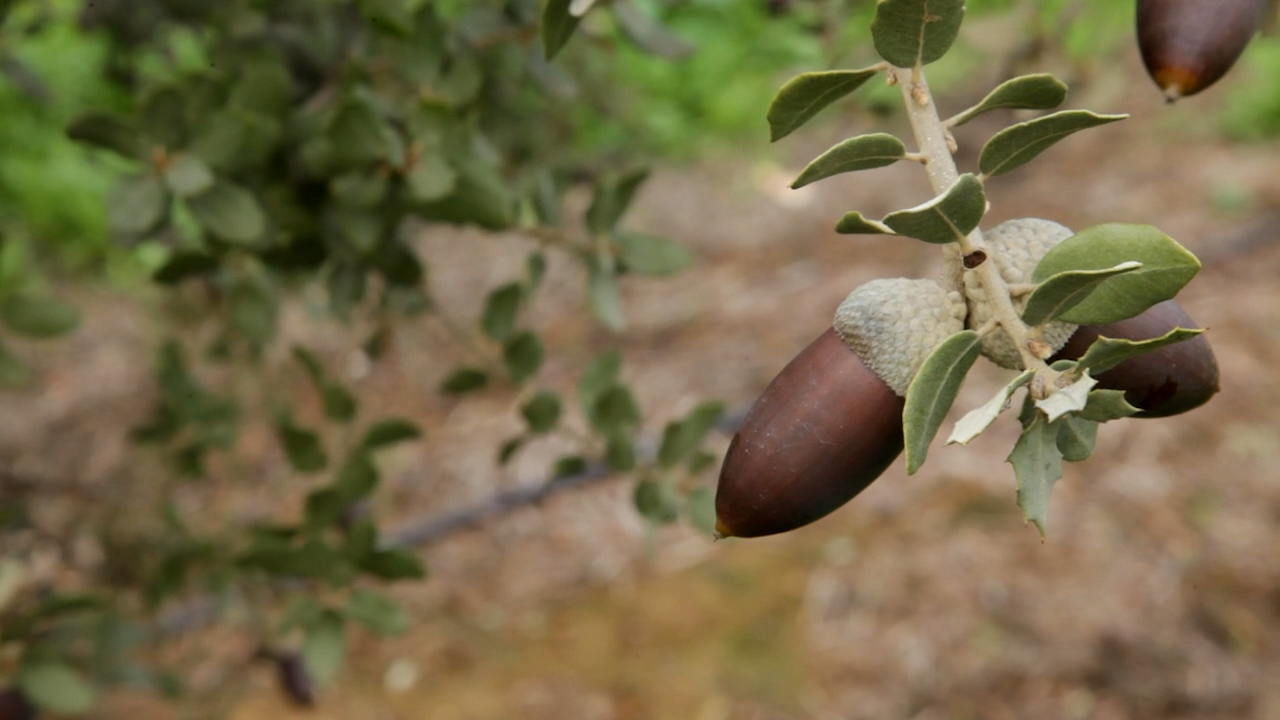 Bellotas en una encina