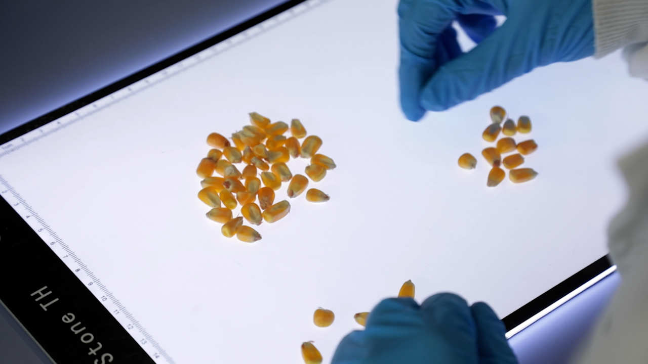 Granos de maíz en un laboratorio