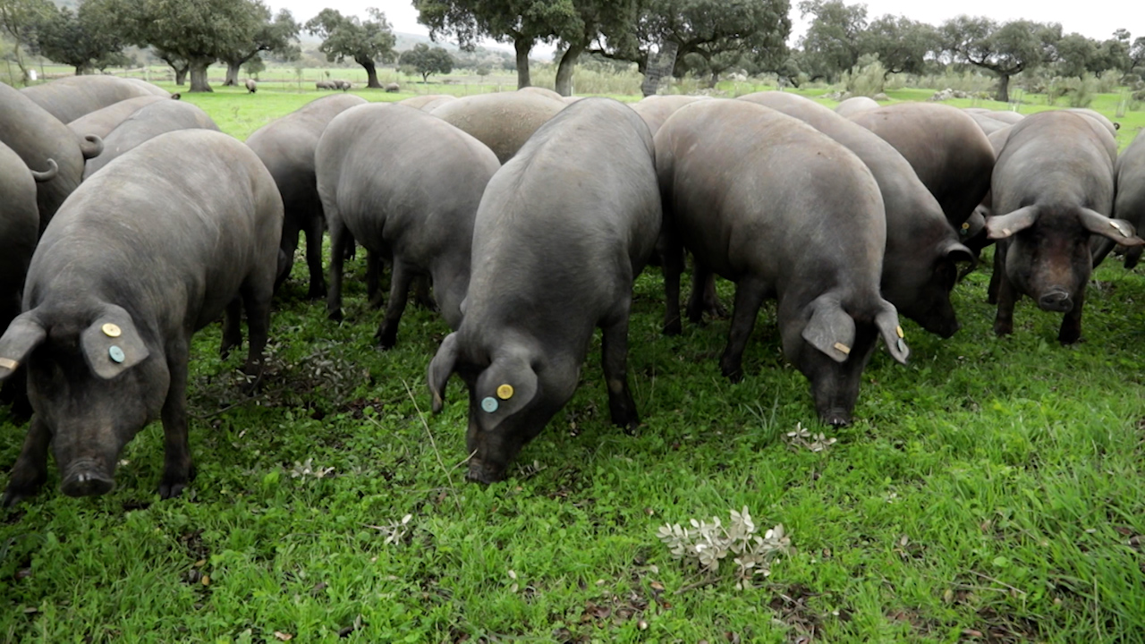 Cerdos ibéricos en montanera