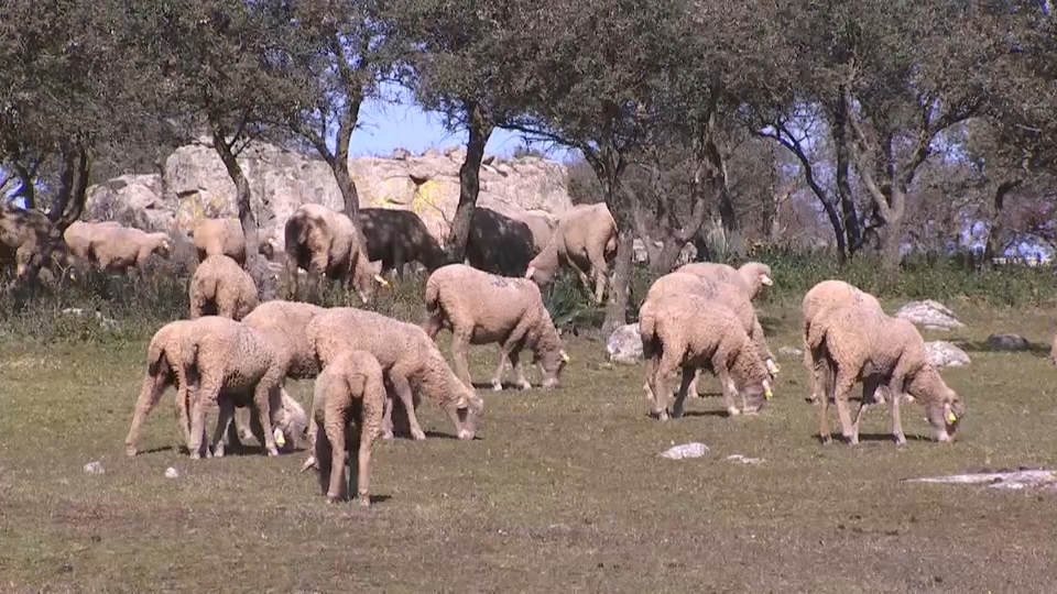 La Escuela de Pastores de Extremadura dignifica y reivindica esa tan