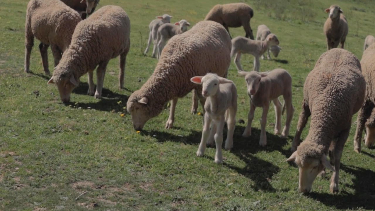 Comienza la paridera de las borregas primerizas en la ganadería de
