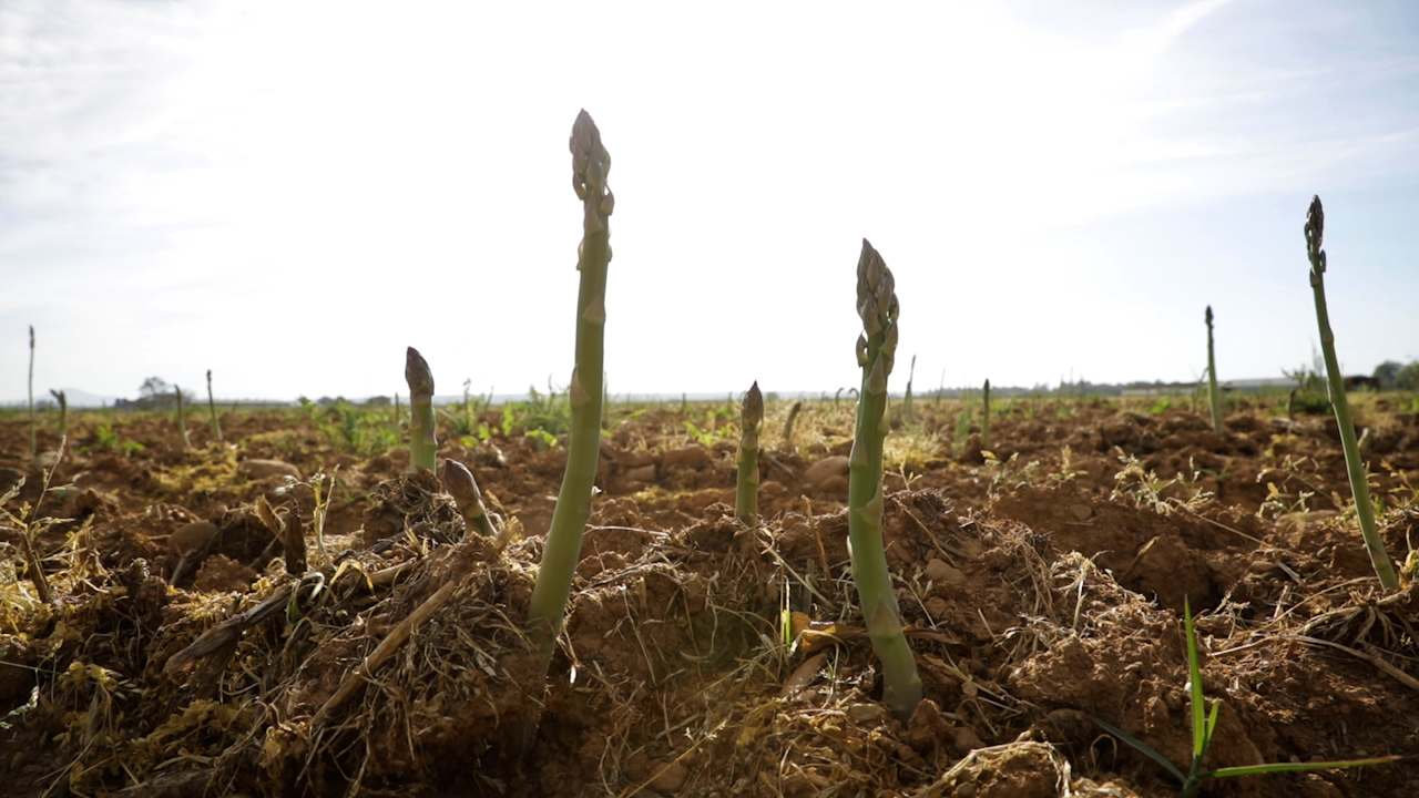 Campo de espárragos verdes